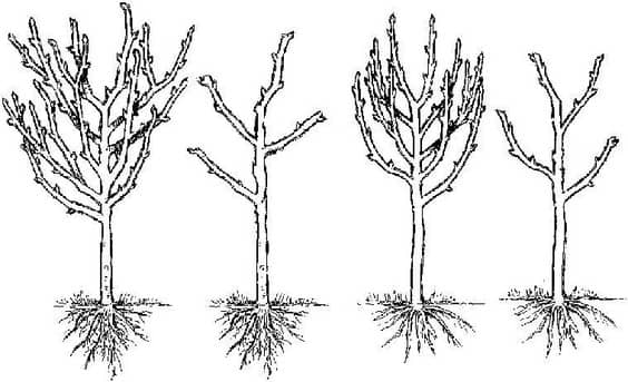 prune-1