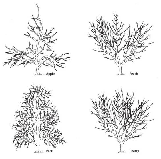 prune-2