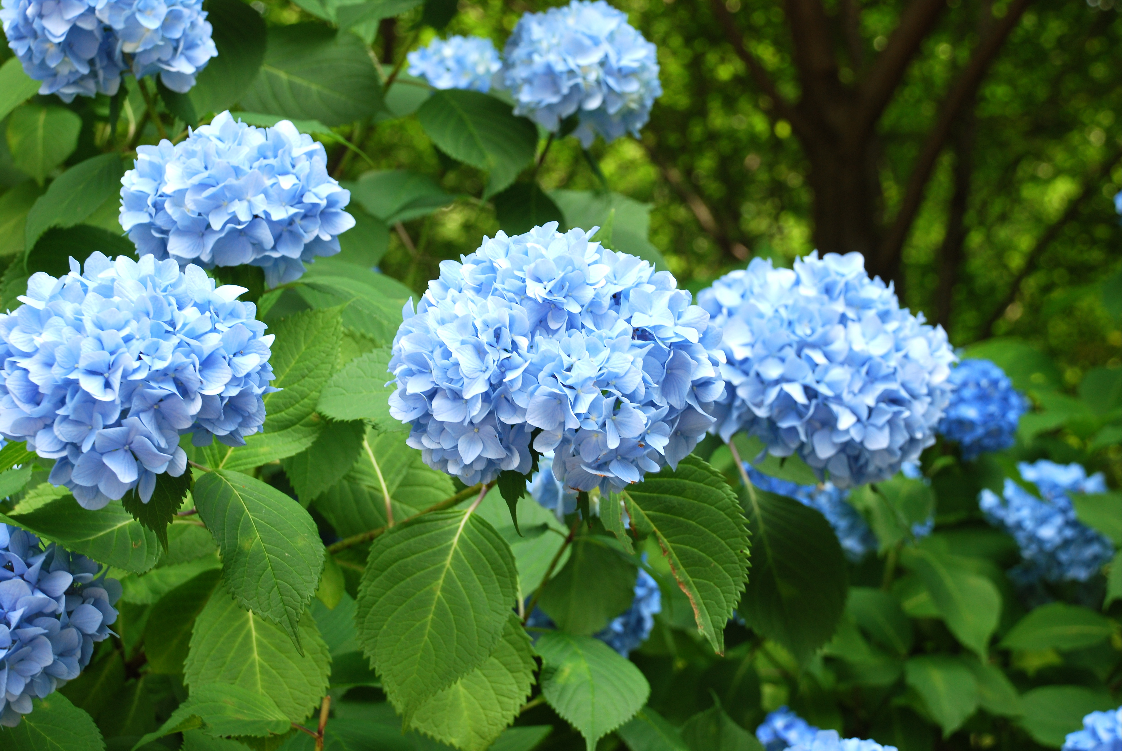 Blue Hydrangea macrophylla