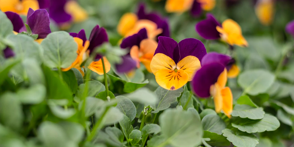 pansies in winchester ma
