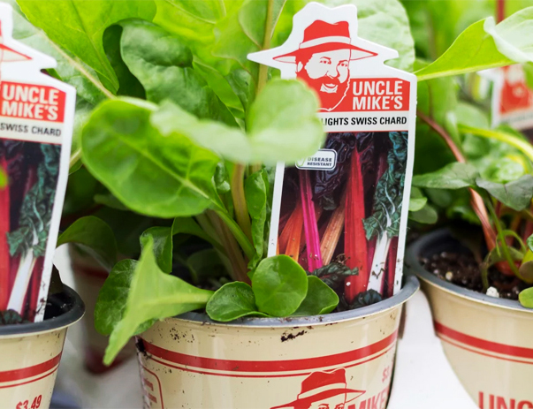 cold crop swiss chard