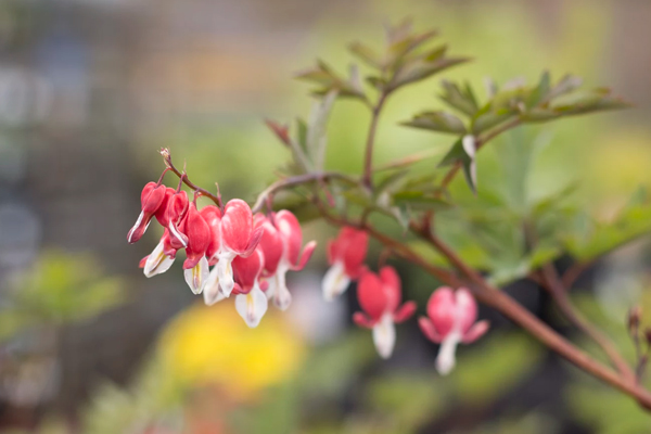 early blooming dicentra (bleeding hearts)
