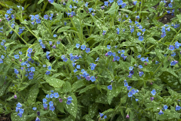early blooming pulmonaria lungwart