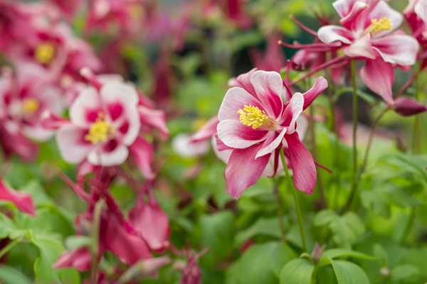 early blooming pink columbine