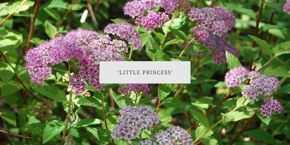 little princess spirea