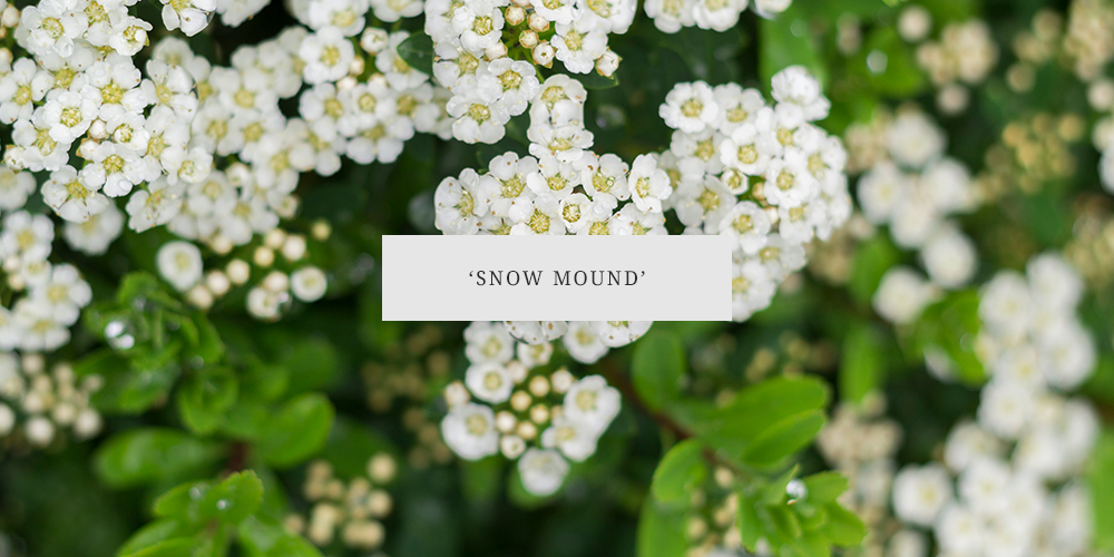 snowmound spirea