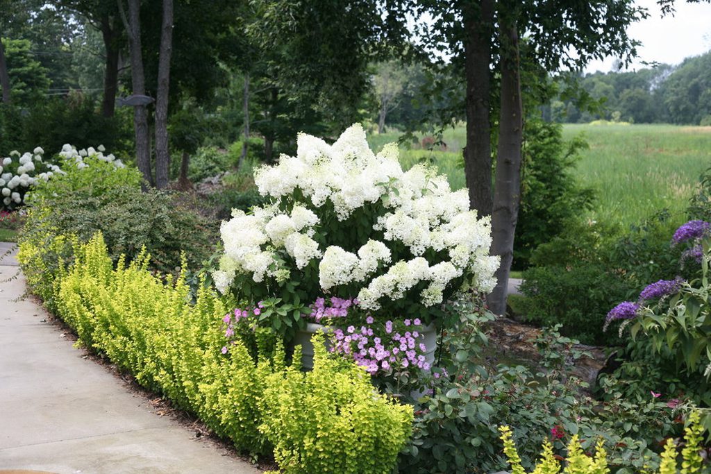 A white bobo hydrangea in New England