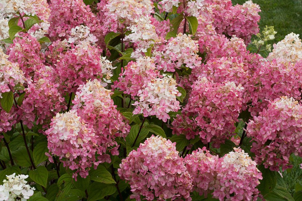 A pink fire light hydrangea in Woburn, Massachusetts