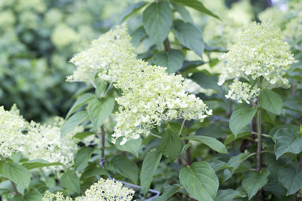 A white-green limelight hydrangea in Boston, MA