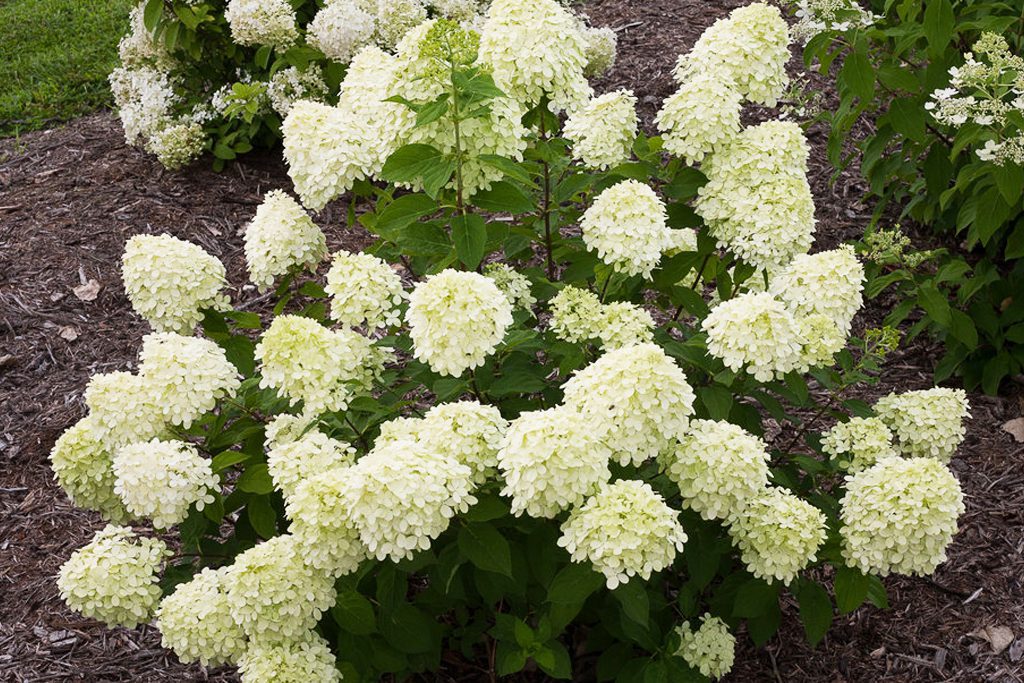 A white-green dwarf hydrangea in the greater New England area.