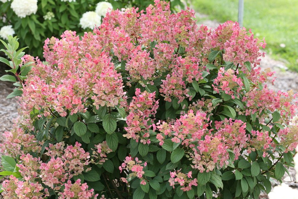 A pink dwarf little quick fire hydrangea with small petals, in Boston MA