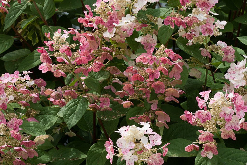 A pink quick fire hydrangea with unique blooms in Medford, MA
