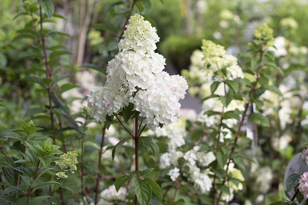 A white Strawberry Sunday hydrangea in Boston, MA