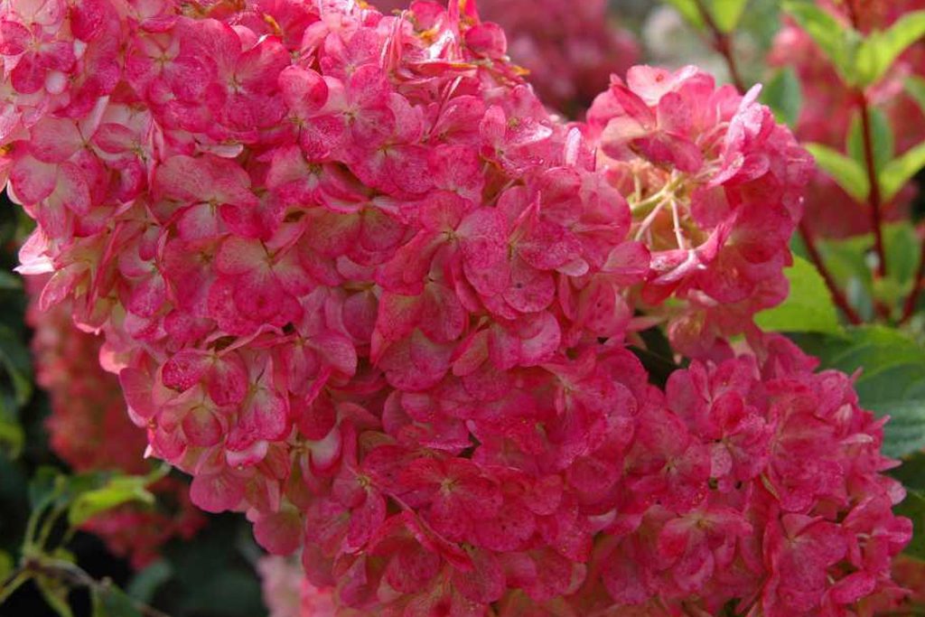 A bright pink Vanilla Strawberry hydrangea in Winchester, MA