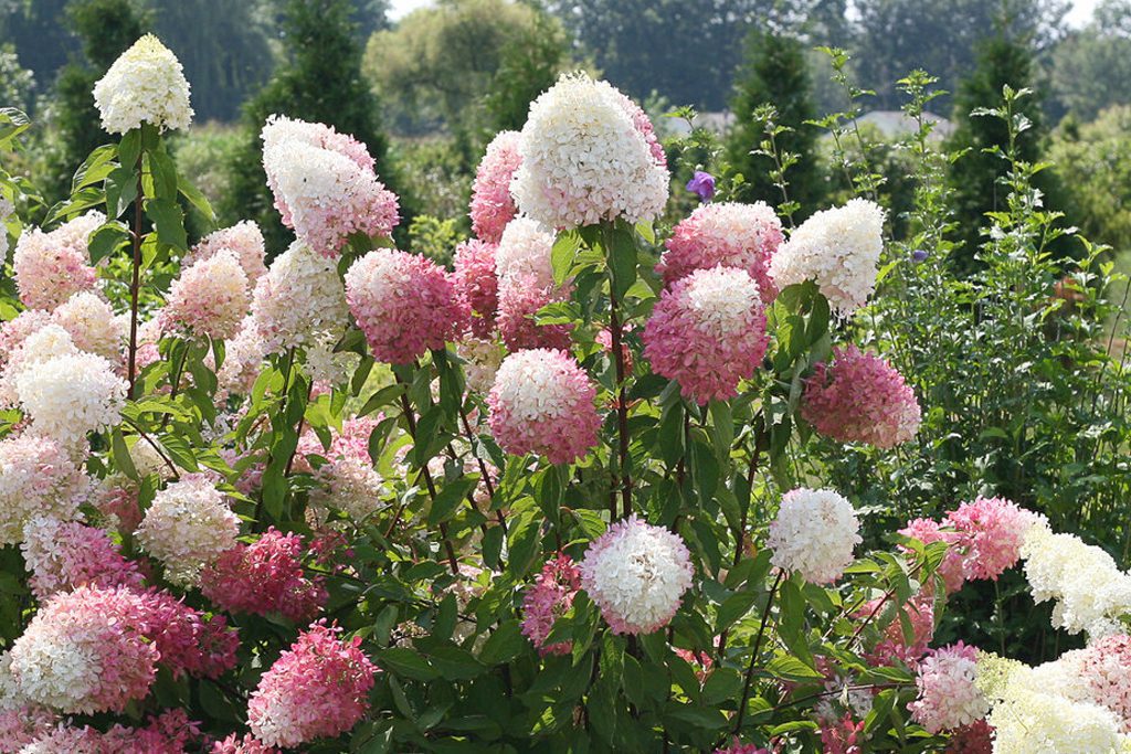 An ombre pink and white Zinfin Doll hydrangea in New England