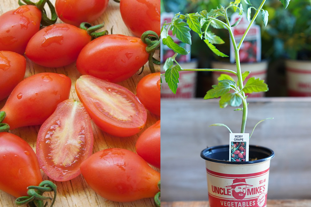 moby grape patio gardening