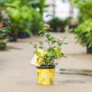 citrus plant in greenhouse in new england