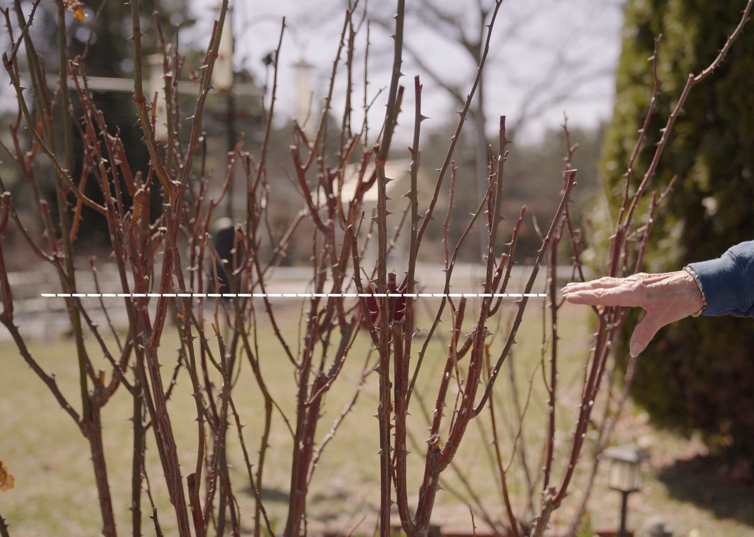 pruning basics
