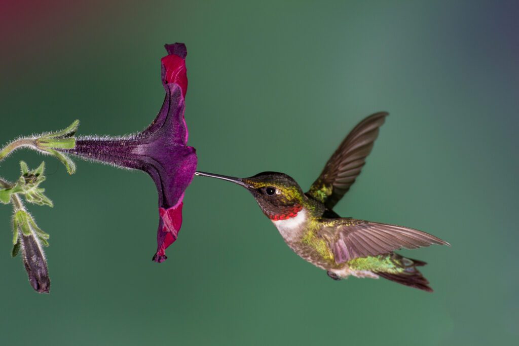 Hummingbird Migration