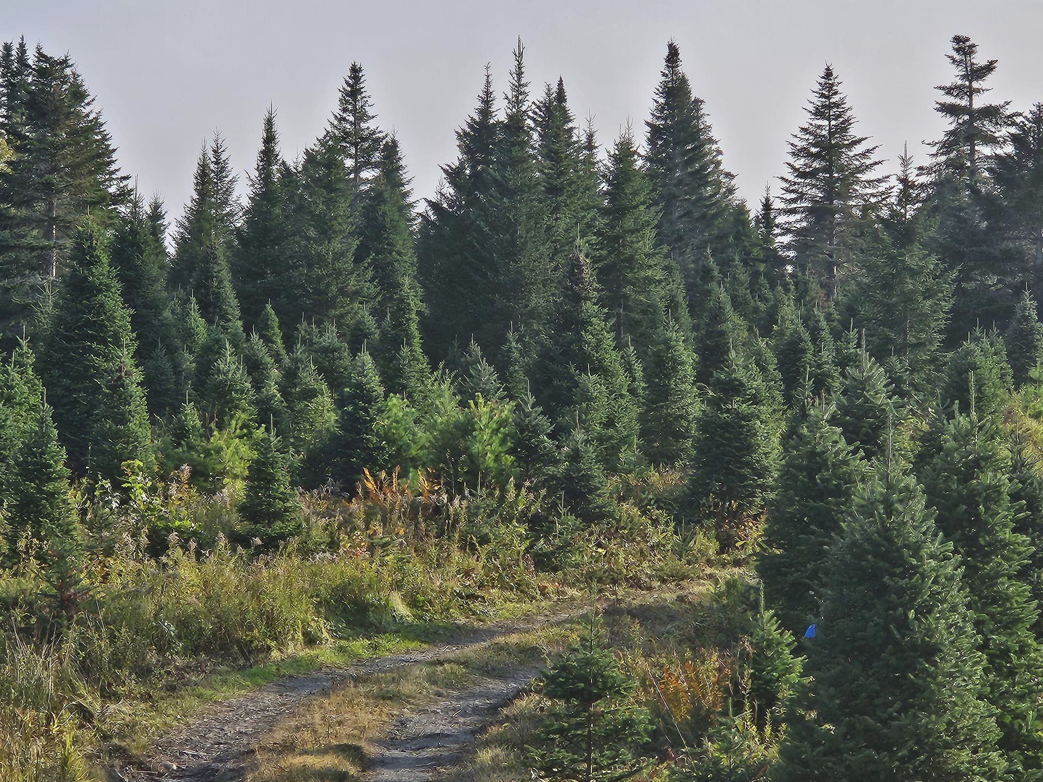 sustainable christmas tree farm