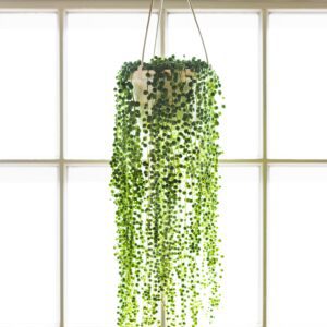 string of pearls cascading succulent