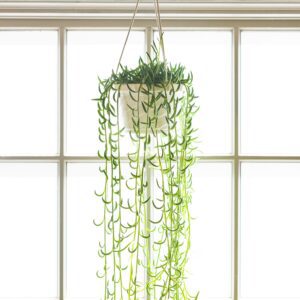 string of fishhooks cascading succulents