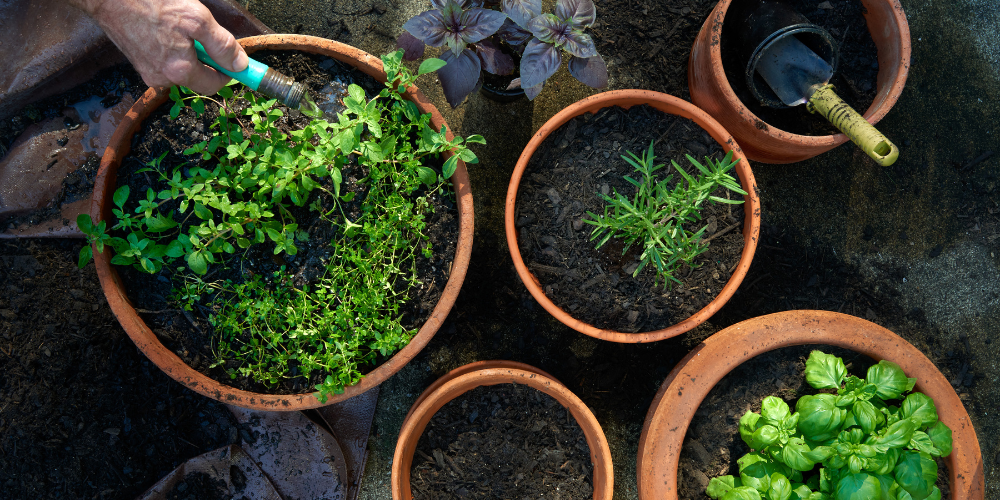 Mahoney's Garden Center-New England-Massachussets-Container Gardening in Brighton-herbs in terracotta pots