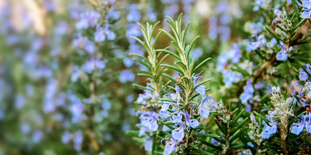 Mahoney's Garden Center-New England-Massachussets-Salt-Tolerant Plants-rosemary in flower 
