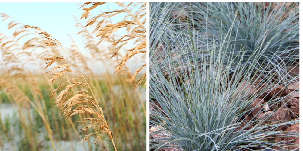 Mahoney's Garden Center-New England-Massachussets-Salt-Tolerant Plants-sea oats-blue fescue