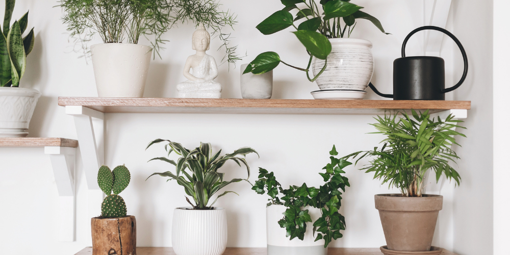 small space indoor plants