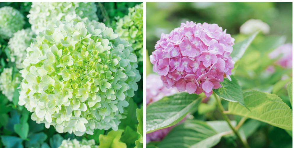 Mahoney's Garden Center-New England-Massachussets-Hydrangeas for Falmouth-endless summer-limelight hydrangeas
