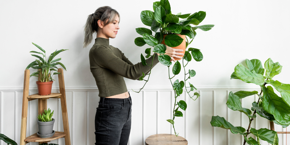 houseplants in apartment in massachusetts