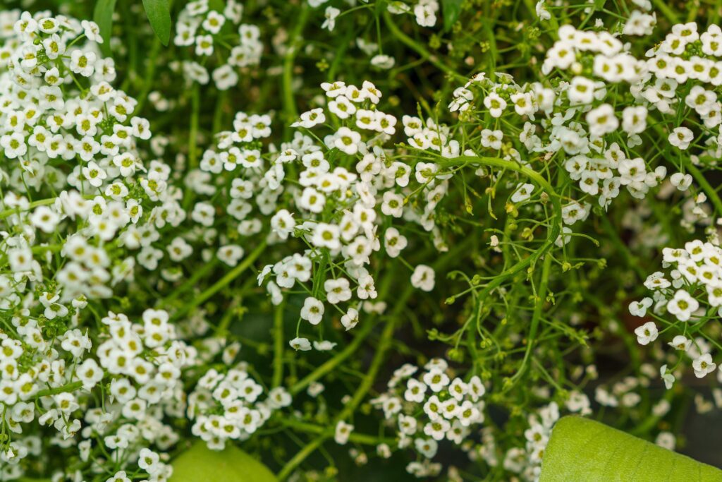 Alyssum Banker Plant in Winchester