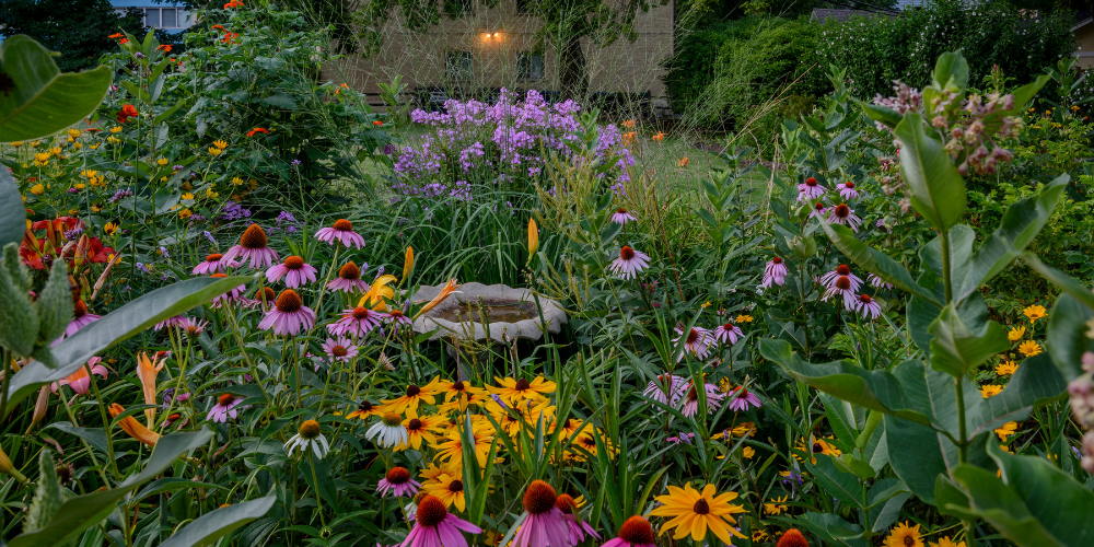 Mahoney's Garden Center-New England-Massachussets-Native Trees and Shrubs for City Gardening-native perennials in garden blooming in summer PNG 