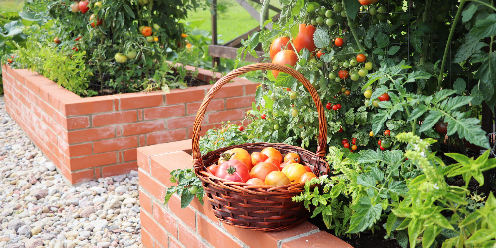 Mahoney's Garden Center-New England-Massachussets-Native Trees and Shrubs for City Gardening-raised beds made from bricks with tomatoes 