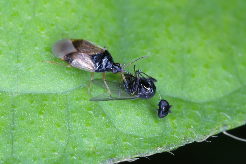Beneficial Predatory Insect