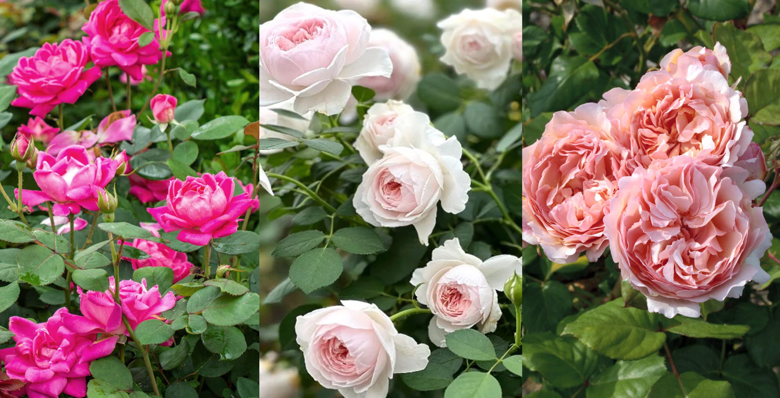Images of 3 different types of roses: Knockout Rose, Floribuna, and Hybrid Tea