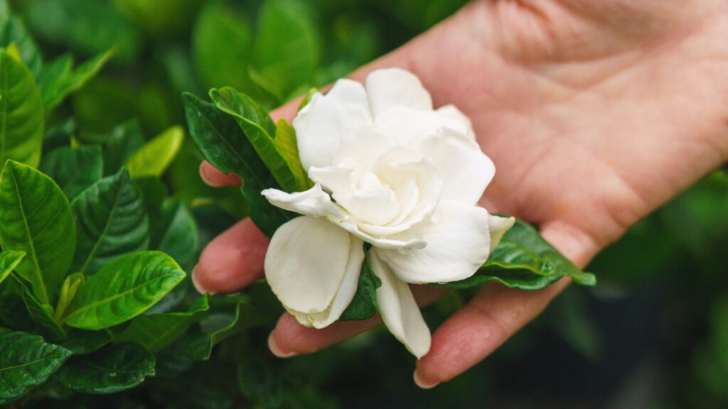 gardenia for intention gardening horticultural spell jar