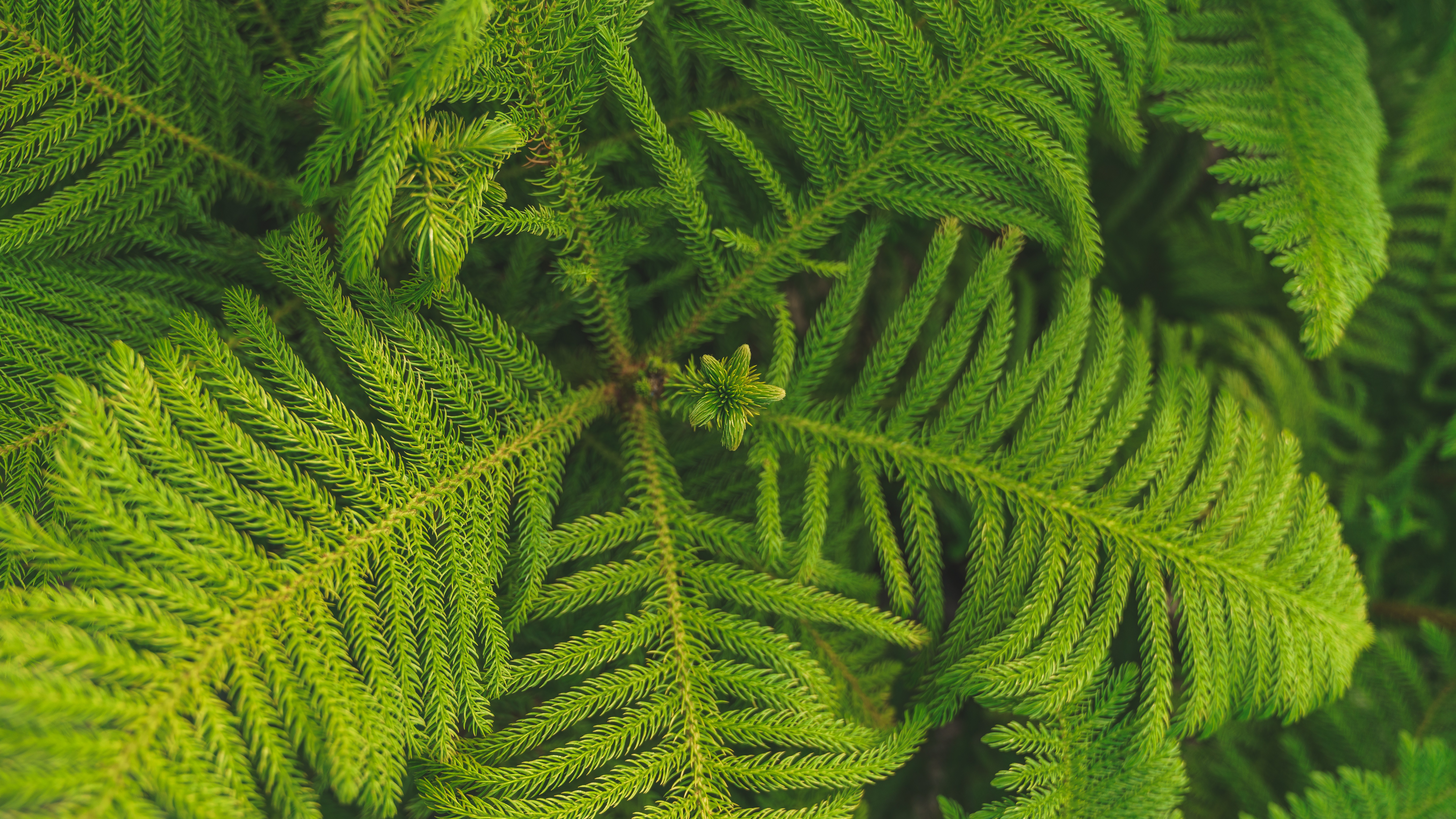 norfolk island pine