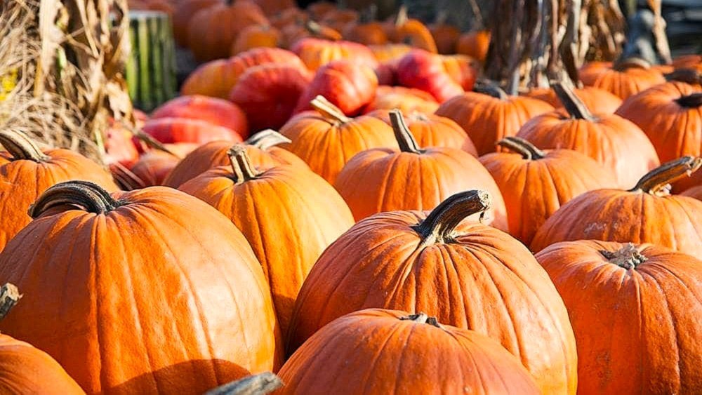 pumpkins