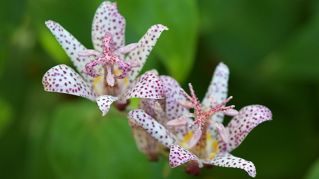 Tricyrtis fall perennial