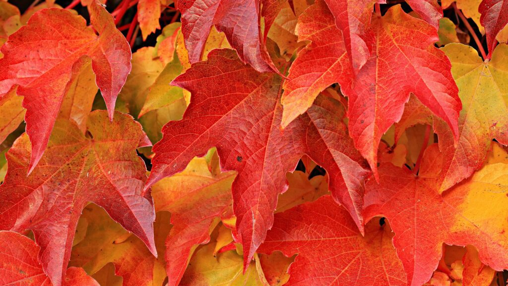 fall leaves