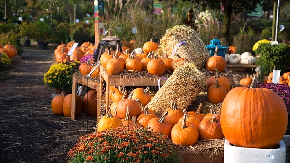 pumpkins hay fall