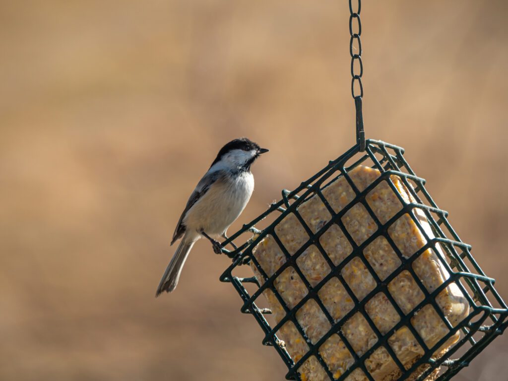 chickadees 