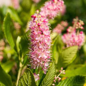 native plant month clethra