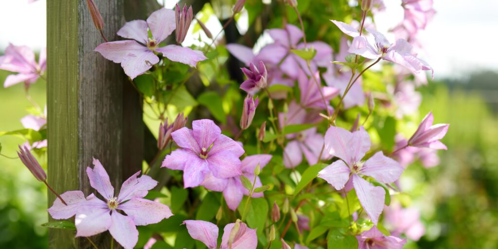 clematis