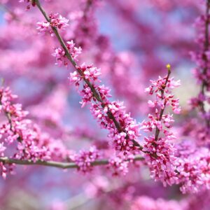 native plant month redbud