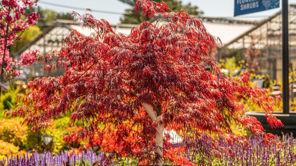Japanese maples for privacy screening
