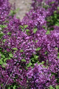 bloomerang dark purple lilacs