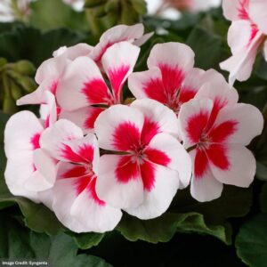 Mahoney's Geraniums mojo white splash